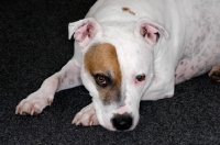Picture of white Staffordshire Bull Terrier with brown patch around his right eye, lying on dark grey carpet