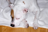 Picture of white Staffordshire Bull Terrier sleeping on white blanket