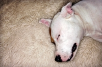 Picture of white Staffordshire Bull Terrier, sleeping on white rug