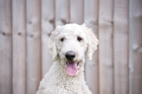 Picture of white standard Poodle in front of fence