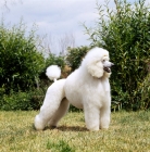Picture of white standard poodle in puppy clip