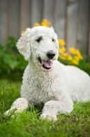 Picture of white standard Poodle lying down on grass