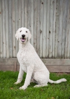 Picture of white standard Poodle near fence