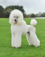 Picture of white standard Poodle on grass