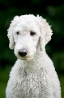 Picture of white standard Poodle portrait