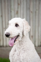 Picture of white standard Poodle, portrait