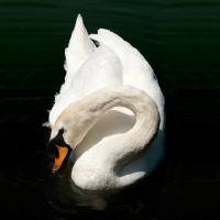 Picture of white swan in a pond