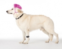 Picture of White Swiss Shepherd dog dressed up