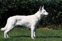 Picture of White Swiss Shepherd dog, posed