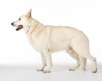 Picture of White Swiss Shepherd dog, side view