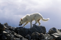 Picture of White Swiss Shepherd dog, walking on rocks