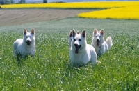 Picture of white swiss shepherd dogs in field