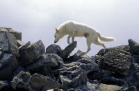 Picture of White swiss shepherd, rescue dog on rocks