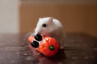 Picture of White Syrian Hamster climbing on plastic pumpkin toy