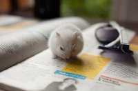 Picture of White Syrian Hamster sitting on newspaper with sunglasses