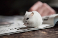 Picture of White Syrian Hamster sitting on newspaper