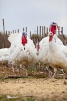 Picture of white turkeys