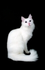 Picture of white Turkish Angora on black background