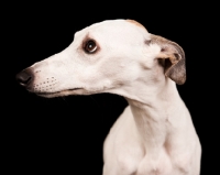 Picture of white Whippet looking aside