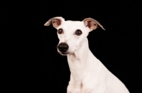Picture of white Whippet on black background, portrait