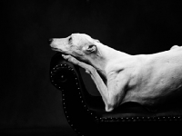 Picture of white Whippet on black background