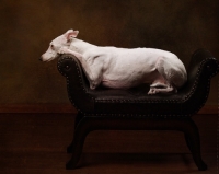 Picture of white Whippet on chair