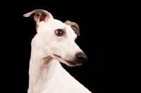 Picture of white Whippet, portrait