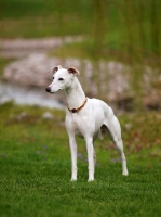 Picture of white Whippet