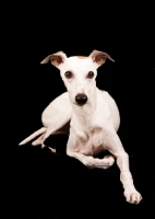 Picture of white Wippet lying down on black background