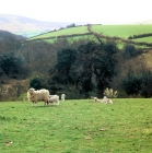 Picture of whiteface dartmoor ewe and lambs in a field