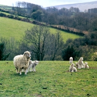 Picture of whiteface dartmoor ewe with lambs