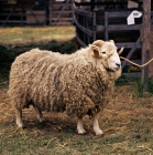 Picture of whiteface dartmoor ram