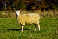 Picture of whitefaced woodland ewe