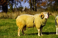 Picture of whitefaced woodland ram wearing ram harness