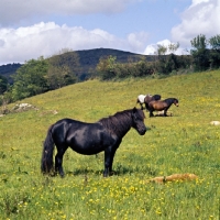 Picture of whitmore honeybunch and foal with group of dartmoor ponies in field near widecombe
