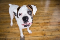 Picture of Wide-angle of White Boxer standing on hardwood floor, showing underbite.