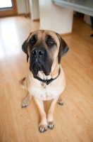 Picture of Wide-angle portrait of a Fawn Mastiff.