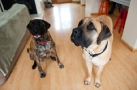 Picture of Wide angle image of Fawn and Bridle Mastiffs. 