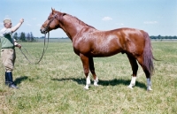 Picture of wielkopolska stallion with handler