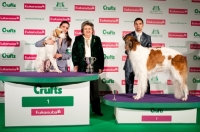 Picture of WILCHRIMANE ICE MAIDEN JW "Flo" (pointer) and CH STUBBYLEE JAZZ DIVA JW "Diva" (Borzoi) Stakes finals Winner & Runner Up - Crufts 2012