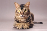 Picture of Wild Abyssinian front view