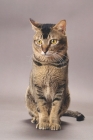 Picture of Wild Abyssinian looking away