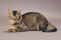Picture of Wild Abyssinian lying down on grey background
