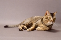 Picture of Wild Abyssinian lying down