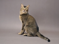 Picture of Wild Abyssinian sitting down
