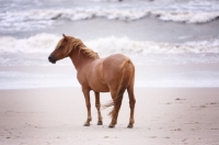 Picture of Wild Assateague horse on beach in front of ocean