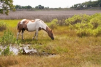 Picture of wild Assateague pony grazing