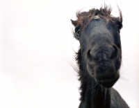 Picture of Wild, black and brown Welsh Pony Head and neck 