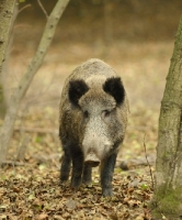 Picture of Wild Boar in forest