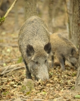 Picture of wild boar searching amongst leaves